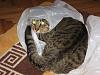 Plastic bag stuck to my cat-a7db1_orig-the_cat_in_nylon_bag_by_svevo.jpg