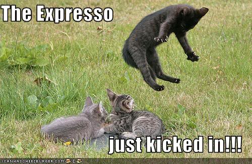 Name:  funny-pictures-cat-drank-espresso.jpg
Views: 49
Size:  52.4 KB