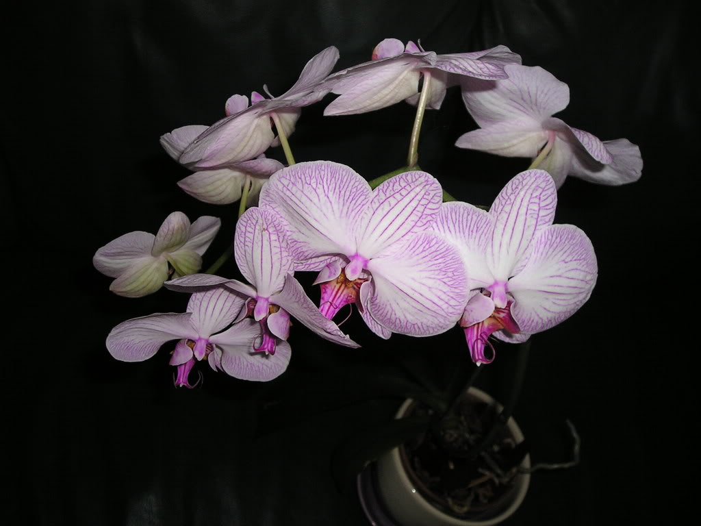 Name:  Phalaenopsis042005.jpg
Views: 41
Size:  78.9 KB