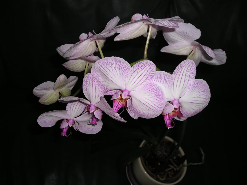 Name:  Phalaenopsis042005.jpg
Views: 19
Size:  78.9 KB