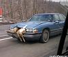 corvette hits deer at road course-funny-car-fail-photo-1994-buick-park-avenue-hits-deer.jpg