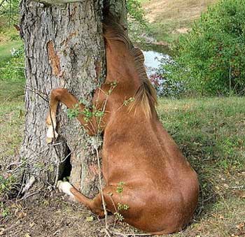 Name:  horse-stuck-in-a-tree.jpg
Views: 194
Size:  32.4 KB