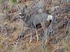 November Early Snow Storm-deeralert_zpsa1bbd102.jpg