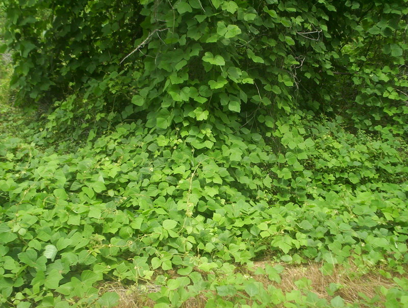Name:  000_1417.jpg
Views: 36
Size:  167.8 KB
