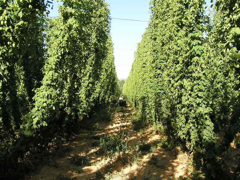 Name:  hops.jpg
Views: 23
Size:  97.8 KB