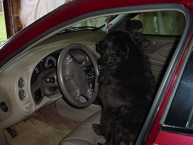 Name:  dogpic.jpg
Views: 38
Size:  33.5 KB