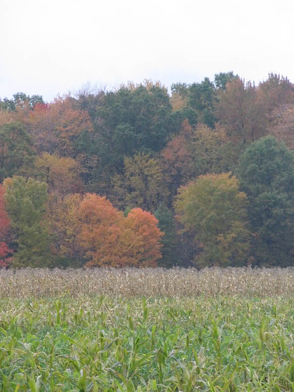 Name:  Foliage.jpg
Views: 45
Size:  90.9 KB