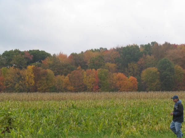 Name:  Foliage2.jpg
Views: 46
Size:  41.7 KB