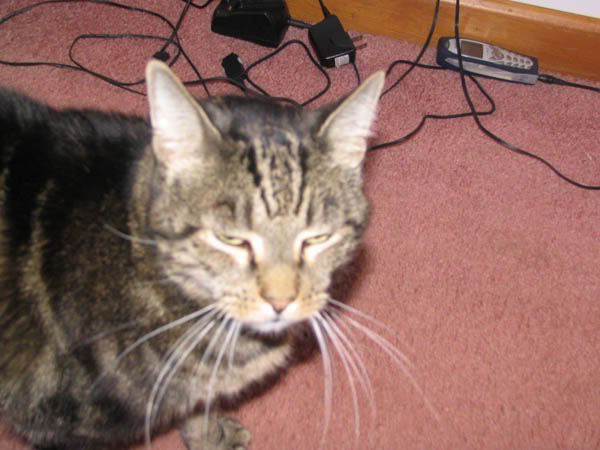 Name:  Rocky.jpg
Views: 40
Size:  45.4 KB