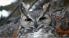 Vashthestampede's Avatar